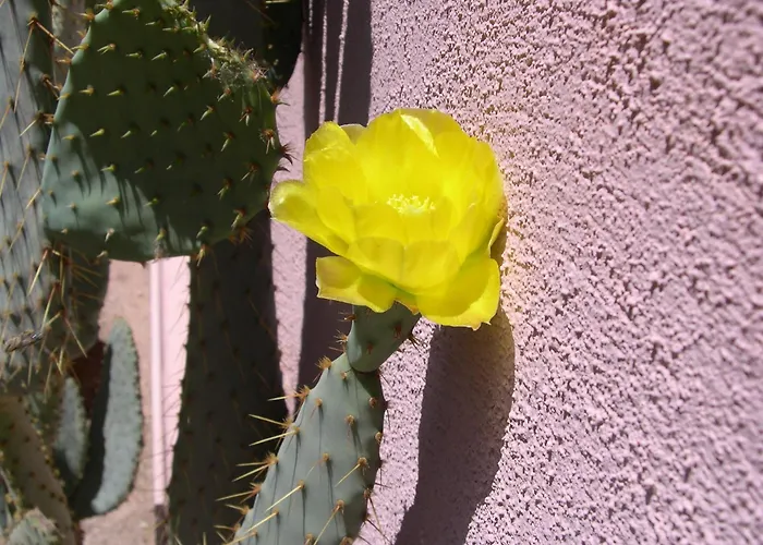 Adobe Rose 3* Tucson