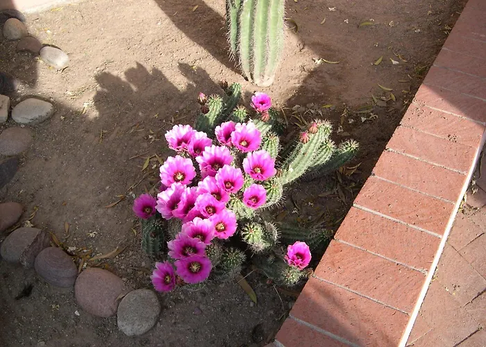 Adobe Rose Frühstückspension Tucson